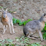 Zoo Brno je plná mláďat